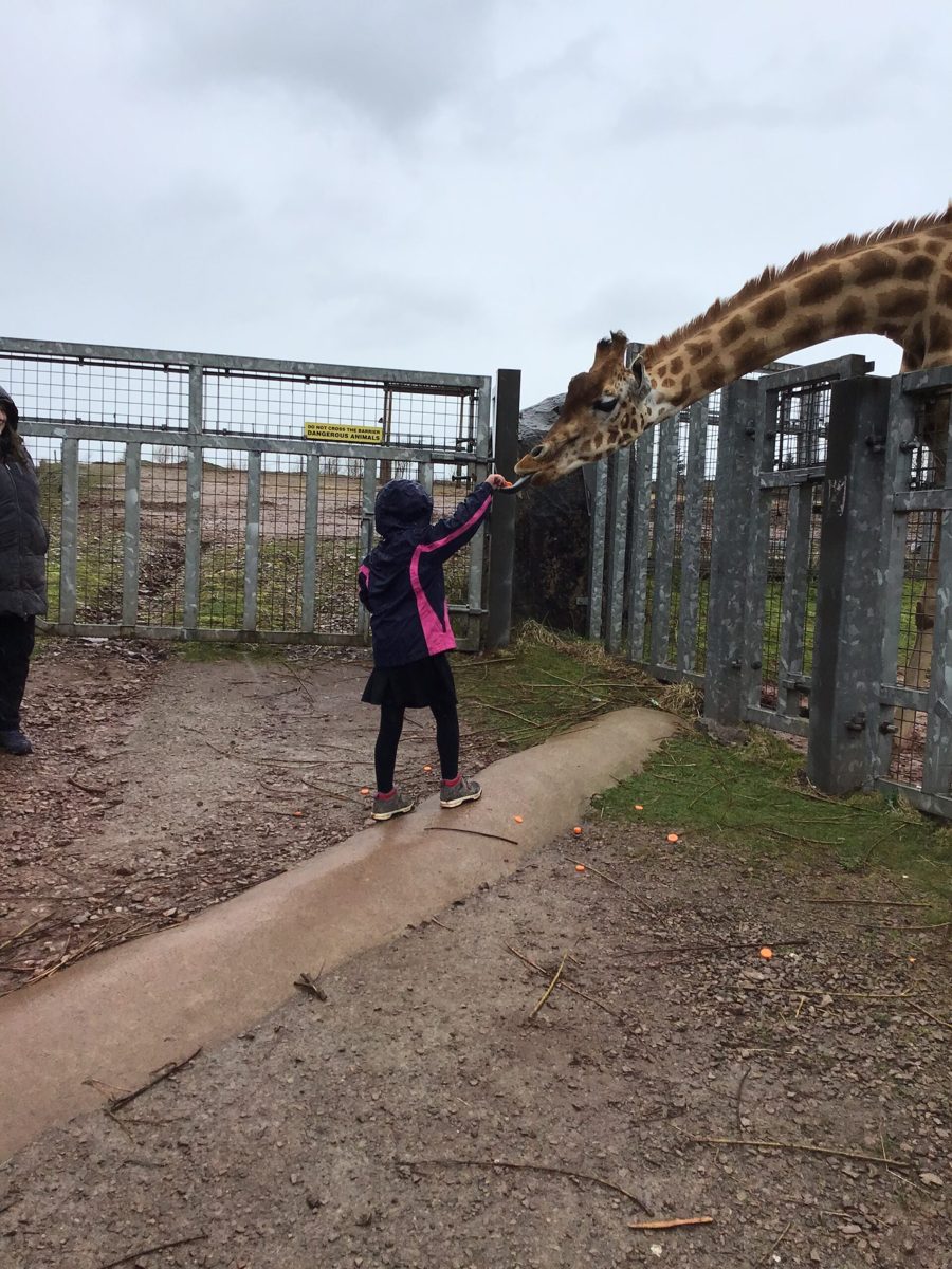 Pupil meeting a giraffe at the zoo